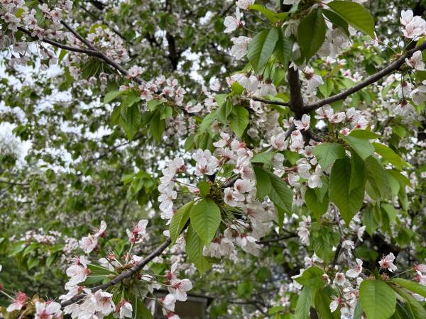 Gospodarstwo Agroturystyczne KAJA, Urszula Janoska