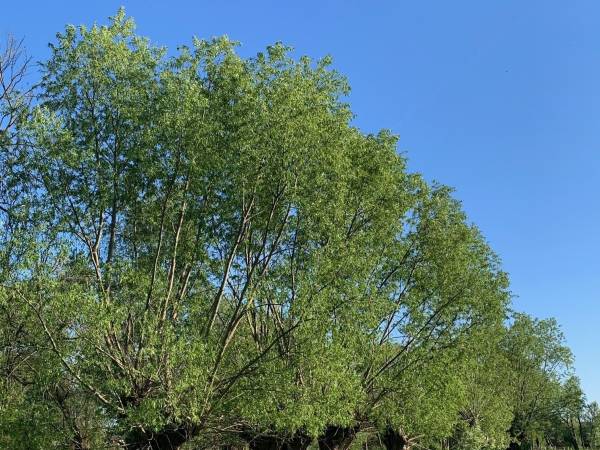 Dworek pod wierzbami