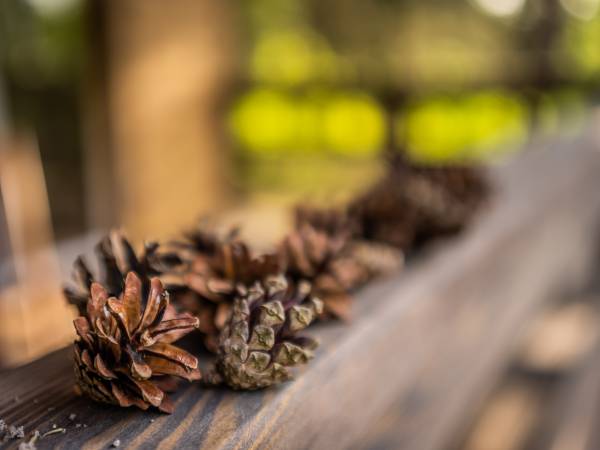 Zagajnik Białowieża