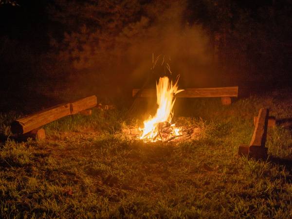 Zagajnik Białowieża