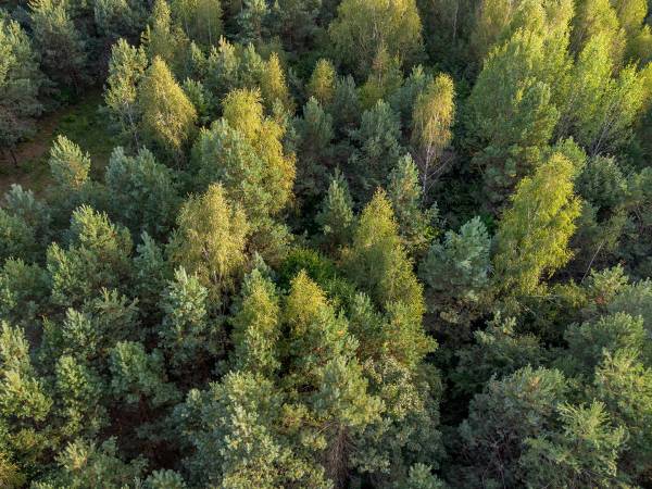 Zagajnik Białowieża