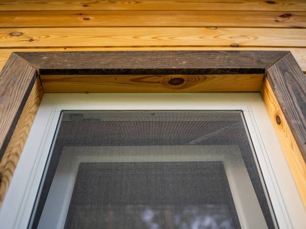 Zagajnik Białowieża