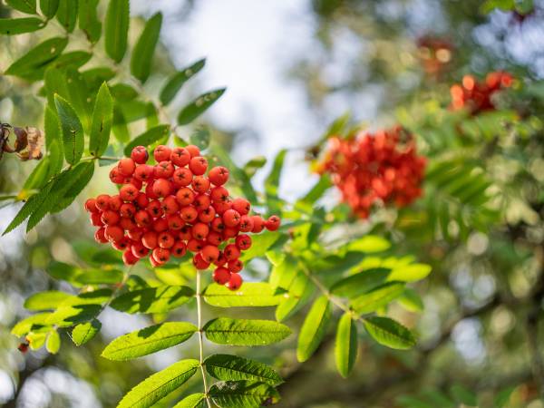 Zagajnik Białowieża