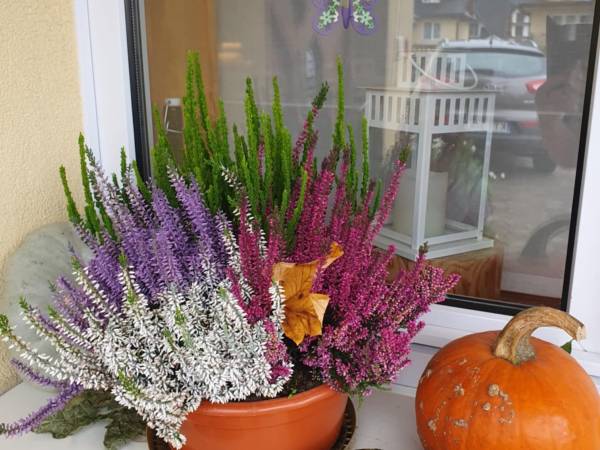 Ośrodek Wypoczynkowy "SZAŁAS"