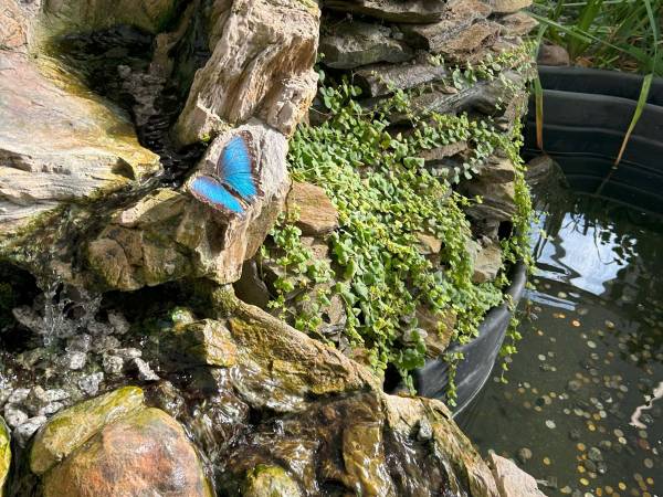 Motylarnia NIechorze