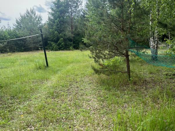 Gaik brzozowy z hamakami