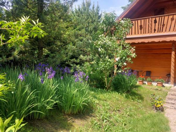 irysy przy domku.6 osob