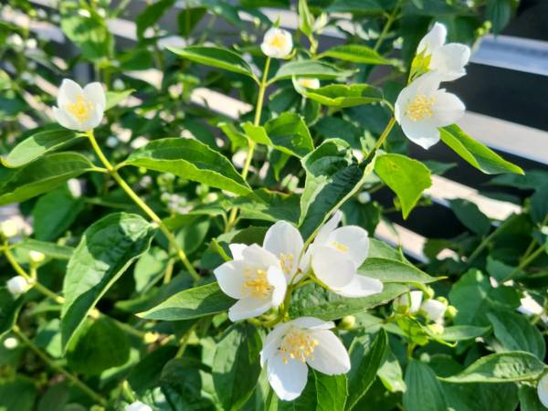 Pokoje gościnne Lawenda