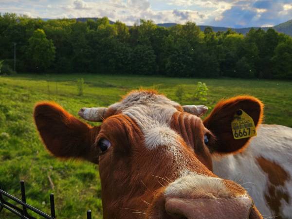 Zacisze w Karkonoszach