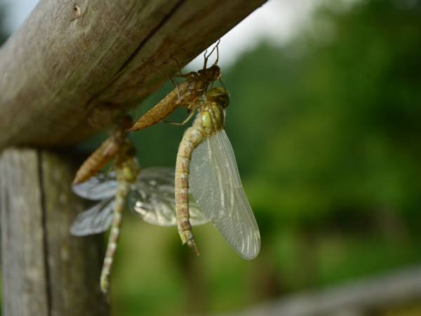 Agroturystyka Pod Kosowcem