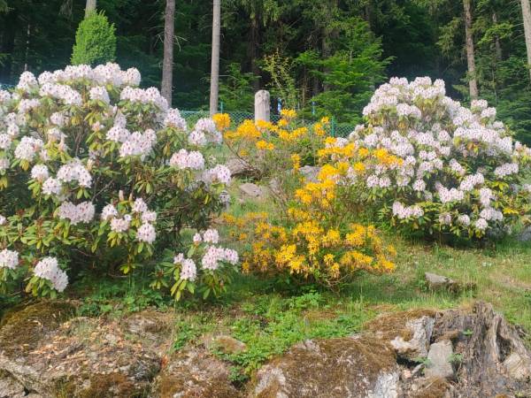 Czarodziejka Pokoje i Apartamenty