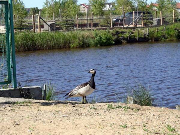 Pokoje Gościnne ELF