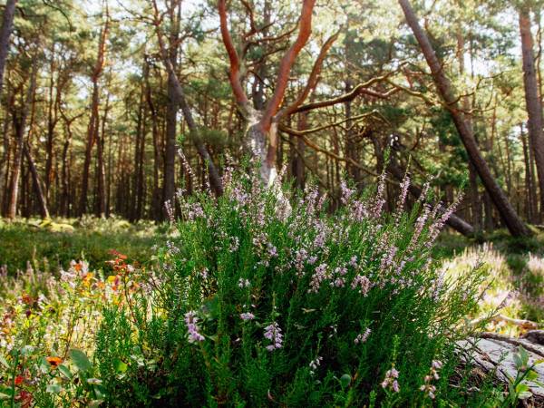 Słowiński Park Narodowy