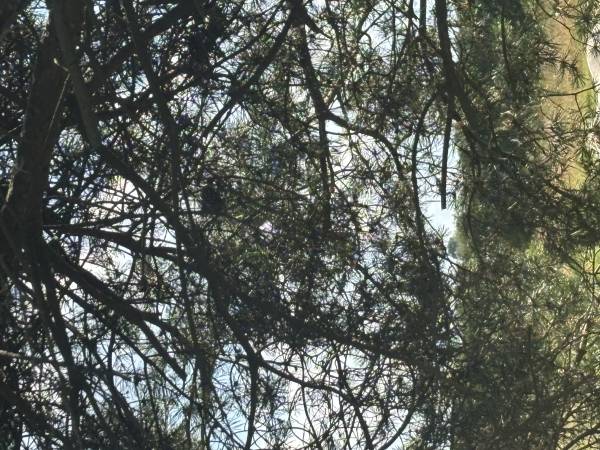 Chatki ŁoRawa w Jabłonce