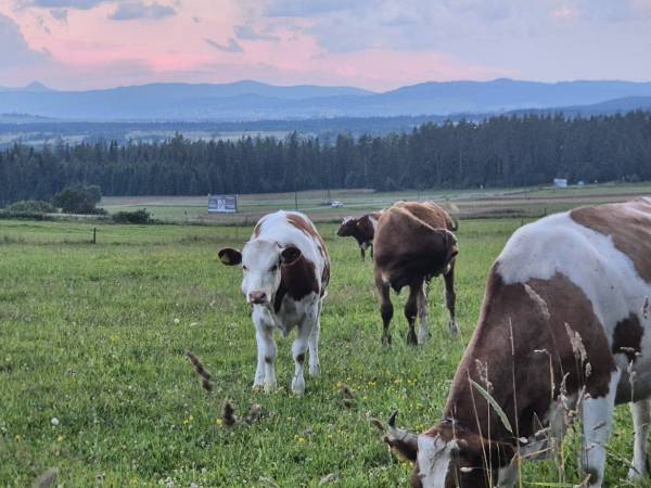 Chatki ŁoRawa w Jabłonce