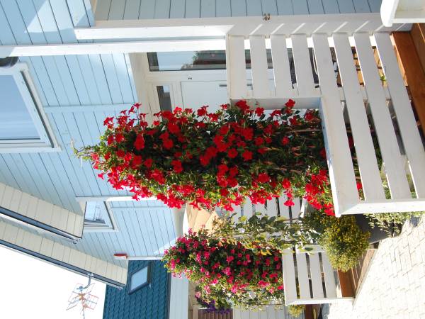 Błękitne Żagle Sarbinowo