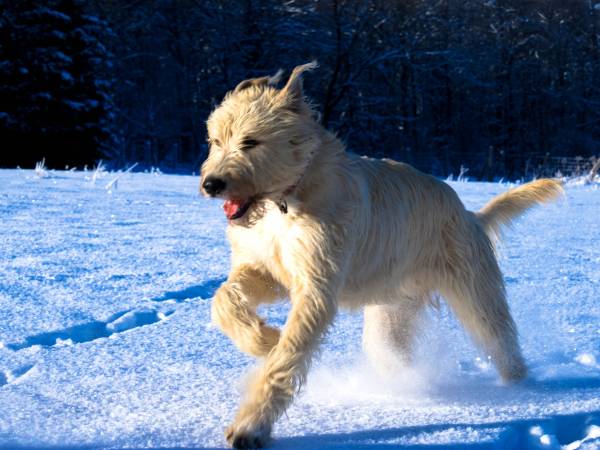 Dom Góry Karkonosze Jacuzzi/Sauna - Piaskowy Koń