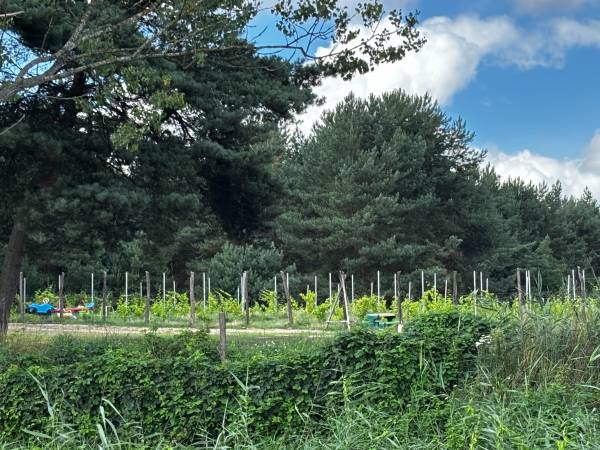 Kemping Park Winna Górka