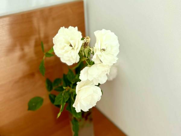 Pod Sosnami - termy w bliskiej odległosci