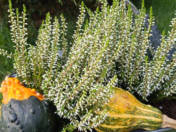 Apartament Slowly Zamość - na wyłączność, z ogrodem