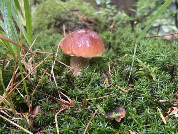 Arkadia pod Diablakiem