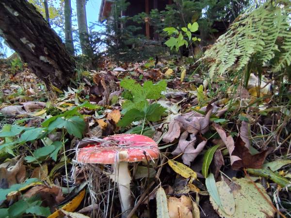 jeziennie przy saunie