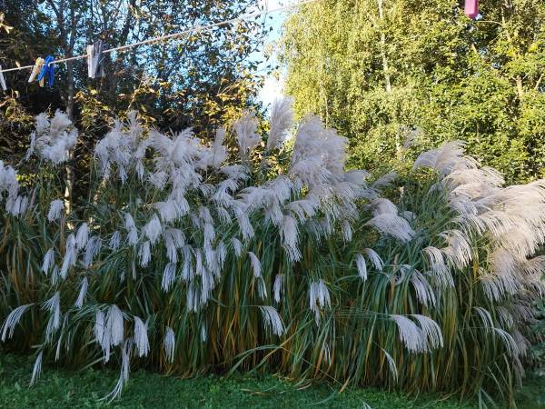 Siedlisko ,,Zenówka''