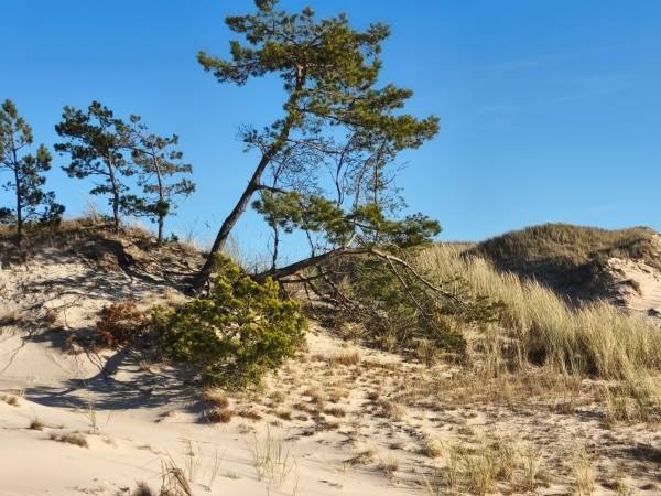 Domki Ruchome Piaski