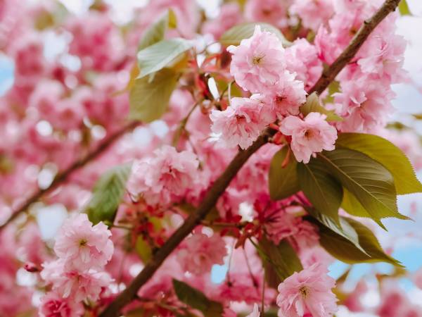Wiśnia japońska w ogrodzie