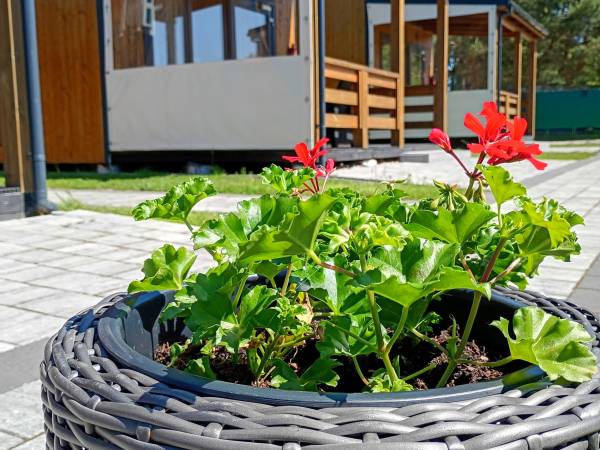 Domki u Pana Zielonki