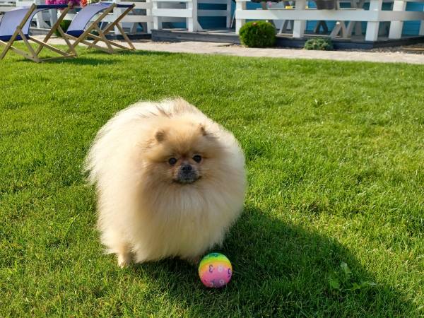 Błękitne Zamorze i Domki Premium