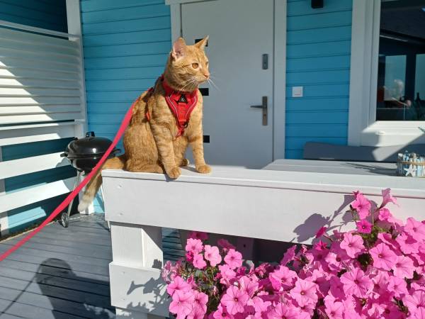 Błękitne Zamorze i Domki Premium