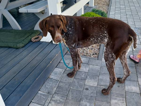 Błękitne Zamorze i Domki Premium