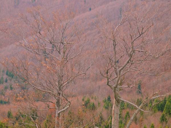 Miętusowa Chata pod Babią