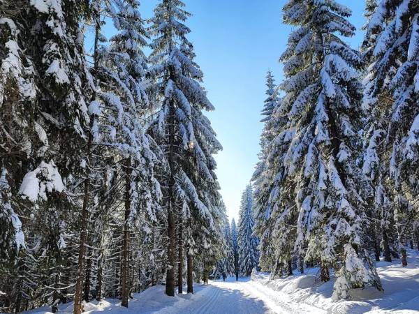 Apartament Górski Widok