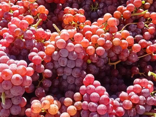 Zwiedzanie Winnicy Mickiewicz