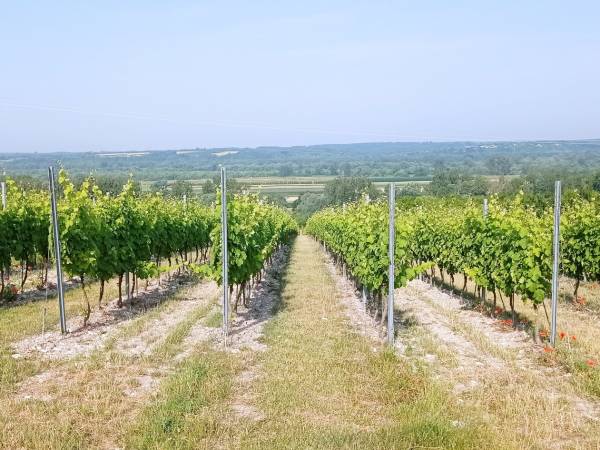 Zwiedzanie Winnicy Mickiewicz