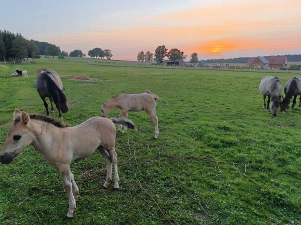 Agroturystyka Leszczynki