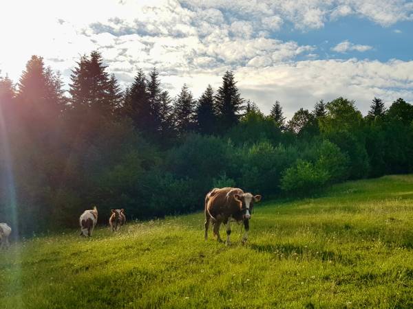 Gospodarstwo agroturystyczne Owczarzówka