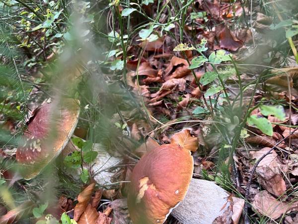 Chata U Ali - Noclegi Milówka, Żywiec