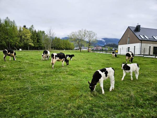 Zacisze w Karkonoszach