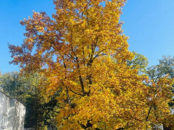 Tulipanowiec koło Inhalatorium