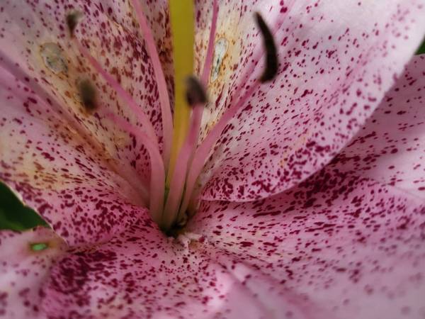 JOGA DLA KOBIET Agnieszka Drabik