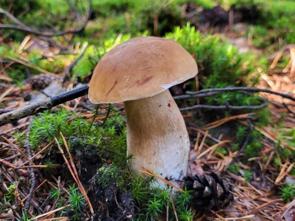 Dębowa Ostoja - domki agroturystyczne nad stawem