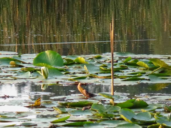 Dębowa Ostoja - domki agroturystyczne nad stawem