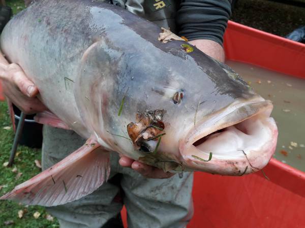 Dębowa Ostoja - domki agroturystyczne nad stawem
