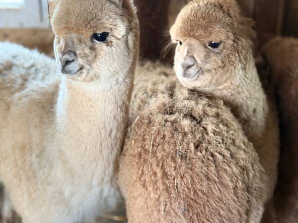 Apartamenty ADAMCYKÓWKA z jacuzzi i sauną