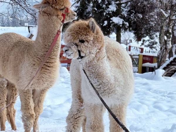 Apartamenty ADAMCYKÓWKA z jacuzzi i sauną