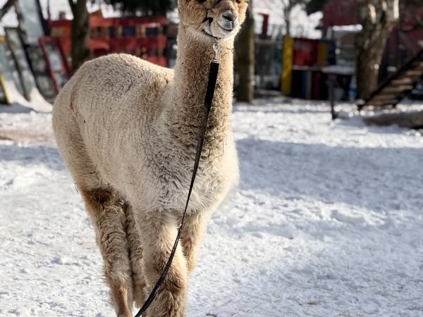 Apartamenty ADAMCYKÓWKA z jacuzzi i sauną