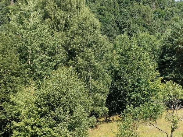 widok z aneksu kuchennego